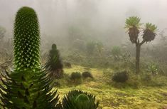 a green plant in the middle of a field on a foggy, cloudy day