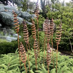 some very pretty plants in the grass by some trees and bushes with springs on them