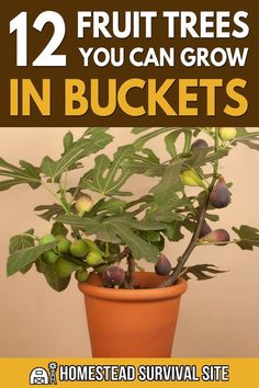 a potted plant with lots of fruit on it and the words 12 fruits you can grow in buckets