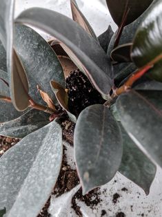 a plant with green leaves and dirt on the ground