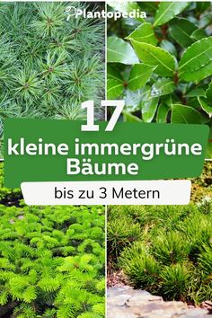 different types of plants and trees with text overlay that reads 17 klieine immerginne baume bis zu 3 metn