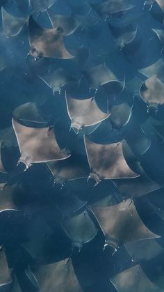 several stingfish are swimming in the water