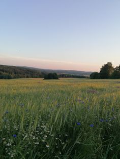 a field with blue flowers and trees in the distance