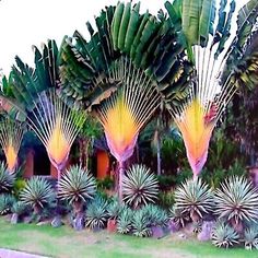 some very pretty looking plants by the side of the road in front of a house