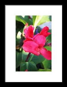 a pink flower with green leaves in the foreground and a black frame around it