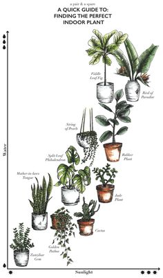 an illustrated guide to houseplants and their indoor plants, with the words'quick guide to finding the perfect indoor plant? '