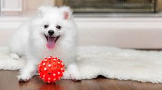 a small white dog playing with a red ball