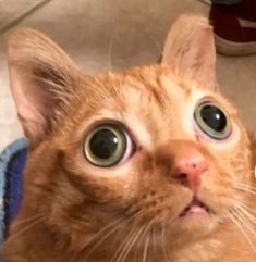 an orange cat with green eyes looking up at the camera while sitting on top of a blue towel