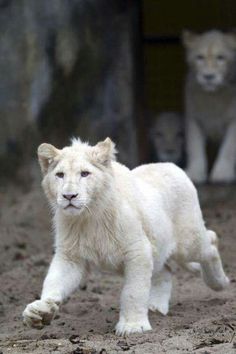 a small white tiger walking across a dirt field with other animals in the back ground