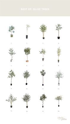 the different types of trees are shown in this poster