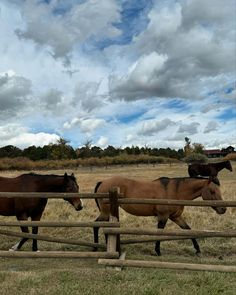 three horses are running in an enclosed area with grass and trees behind them, while the sky is partly cloudy