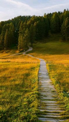 a wooden path in the middle of a grassy field