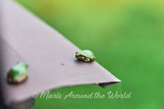 two small green frogs sitting on the edge of a bench