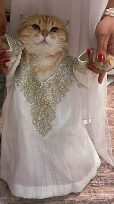 a cat is dressed up like a princess and holding something in it's hand