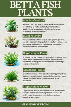 the benefits of betta fish plants for aquariums and other aquatic creatures to grow