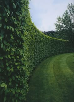 a hedge is shown in the middle of a grassy area with trees on either side