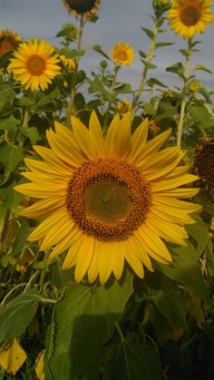 the sunflowers are blooming in the field