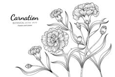 carnation flowers on a white background