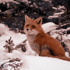 a red fox sitting on top of snow covered ground next to pine trees and bushes