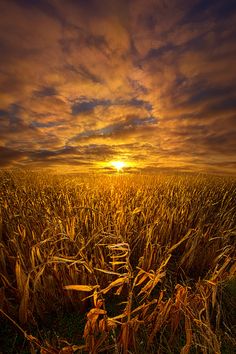 the sun is setting over a field of corn on a cloudy day in this photograph