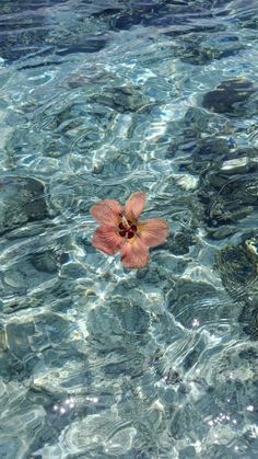 an orange flower floating on top of water next to rocks and pebbles in the ocean