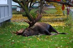 a deer laying in the grass next to a tree