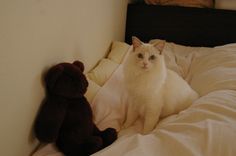 a white cat sitting on top of a bed next to a teddy bear and pillow