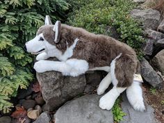 a stuffed husky dog laying on top of a rock next to some plants and rocks