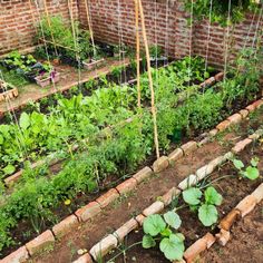 an outdoor garden with lots of plants growing in the ground and brick walls behind it