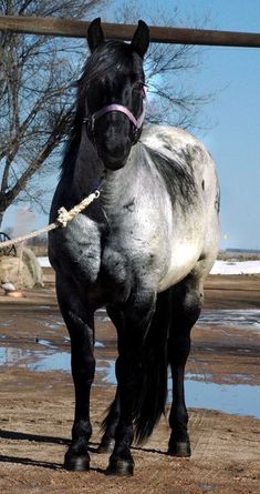 a black and white horse standing in the dirt