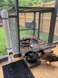 two ducks in a backyard drinking water out of buckets