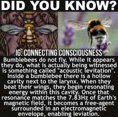 a bee and some other things that are in front of the words did you know?