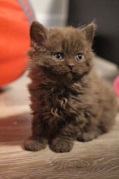 a small brown kitten sitting on top of a wooden floor