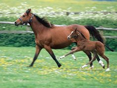 a horse and its foal running in the grass