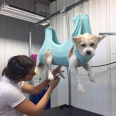 a woman in white shirt holding up a dog wearing a blue sweater over it's body