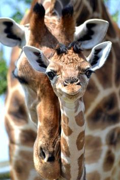 two giraffes are standing next to each other