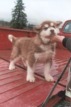 a small puppy standing on the back of a red truck with its owner's hand