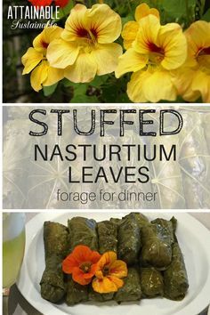 stuffed nasturium leaves with orange flowers in the background and text overlay that reads stuffed nasturium leaves for dinner