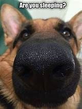 a close up of a dog's nose with the caption are you sleeping?