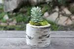 a small pine tree sitting on top of a wooden table