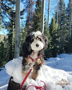 a dog sitting on top of a tree stump in the snow with a red leash