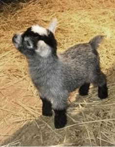 two baby goats standing next to each other on hay