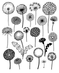 the dandelions are drawn in black and white