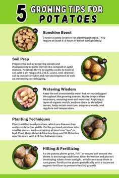 Infographic titled 'Growing Tips for Potatoes.' Explore five essential tips for successful potato cultivation, including site selection, soil preparation, planting techniques, watering and mulching, and hilling and fertilizing. Enhance your potato gardening with these valuable tips and enjoy a bountiful harvest of nutritious, homegrown potatoes." Potatoes Planting, Small Garden Plans, Raised Garden Beds Diy Vegetables, Potato Gardening, Seed Potatoes, Vegetables Garden, Vegetable Garden Planner, Planting Potatoes