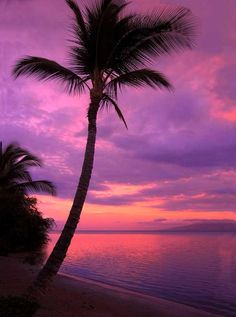 a palm tree sitting on top of a sandy beach under a purple and pink sky