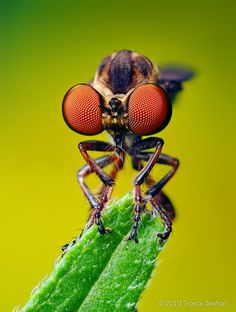 a fly sitting on top of a green leaf with red eyes and large antennaes