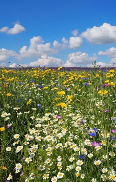 a field full of wildflowers under a blue sky with clouds in the background