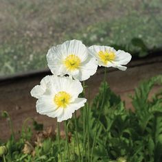 three white flowers with yellow centers in front of some green grass and dirt area next to train tracks