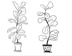 two potted plants are shown in this black and white drawing, one has a leafy plant next to the other