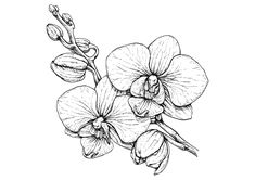 an ink drawing of flowers on a white background